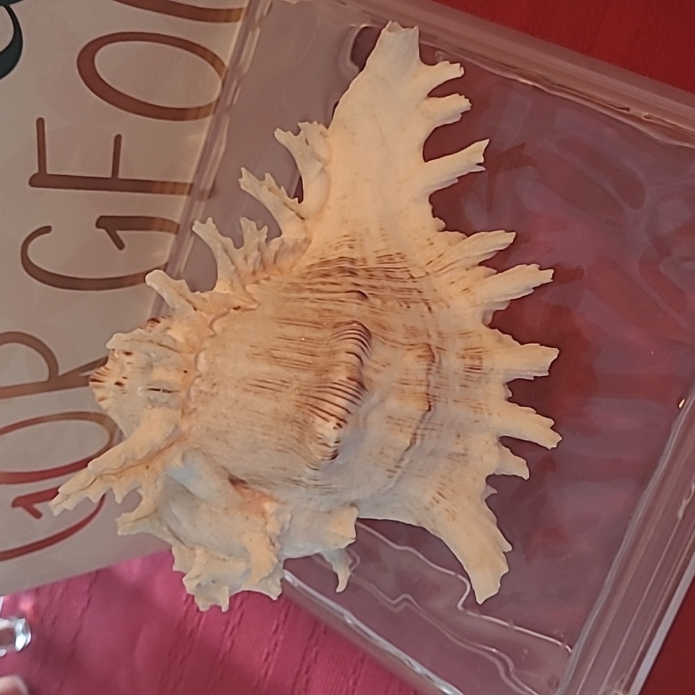 Seashells - Picture 2 of 6